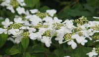 Boule de neige, Viburnum plicatum mariesii. © Peganum, Wikimedia Commons, CC by 2.0